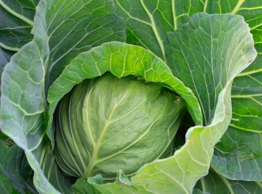 KAPUSTA MŁODA (Polska)